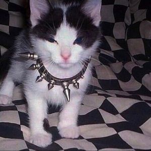 Meet your Posher, Hermelinda